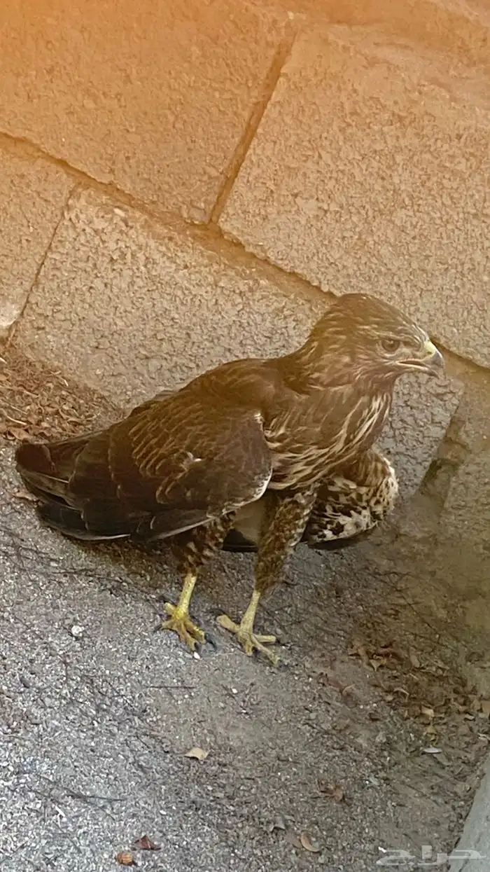طير للبيع 6