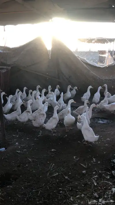 بط الموقع شقراء 0