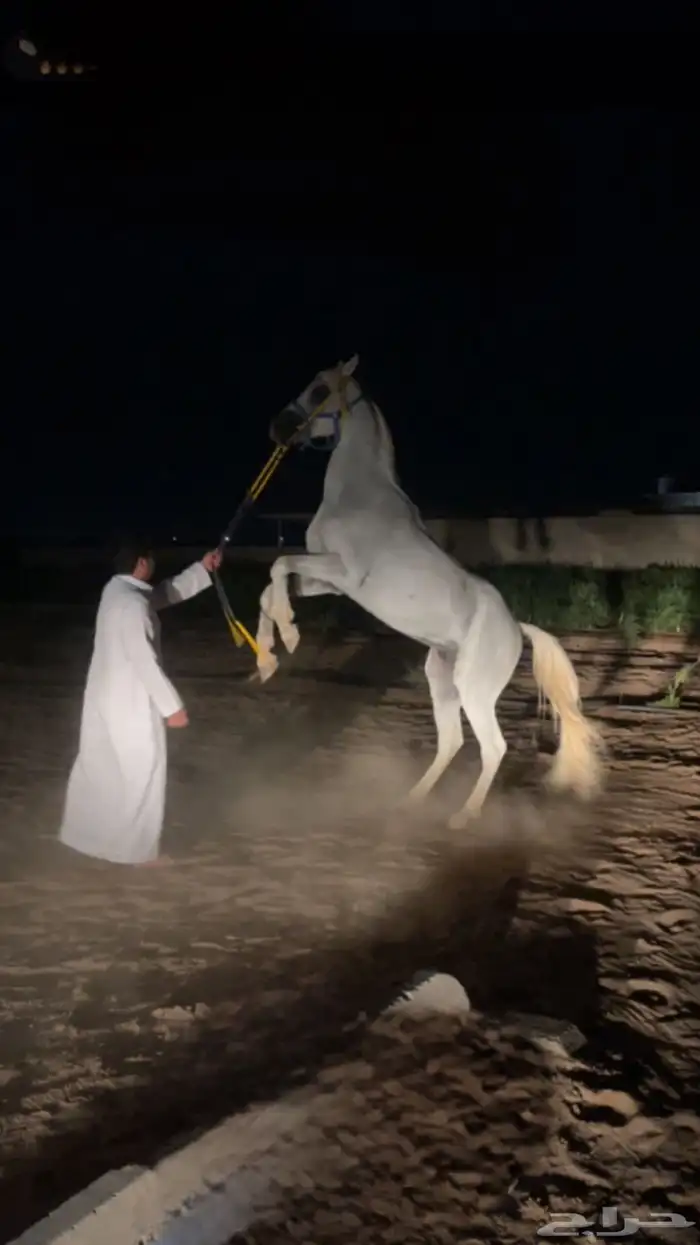 حصان شعبي . 5