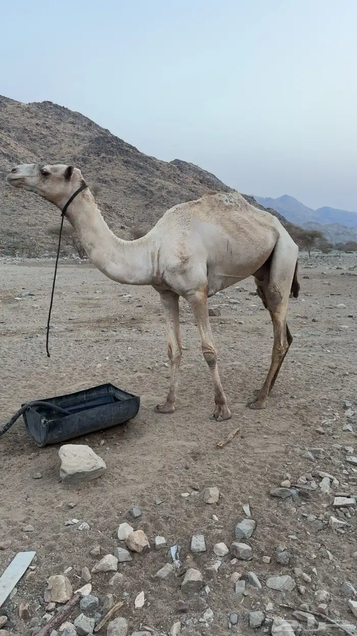 ركبي للبيع 2