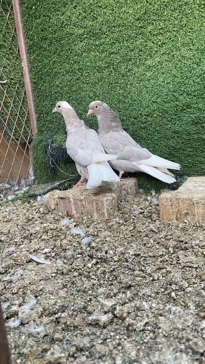 عشاق القلابي القطيفي 1