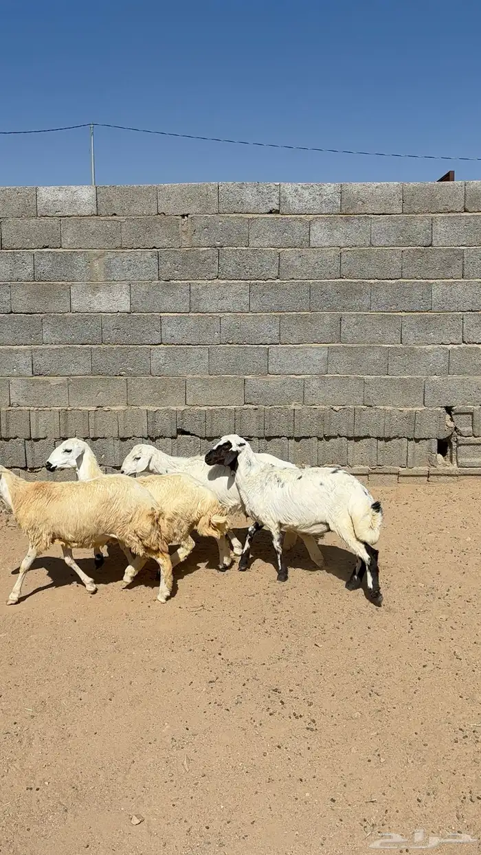 رخال مقاني 6