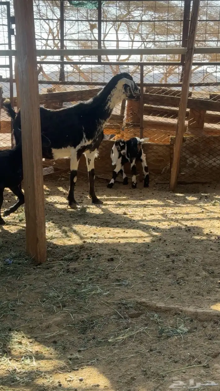 3معزاء خلفات وريم 0