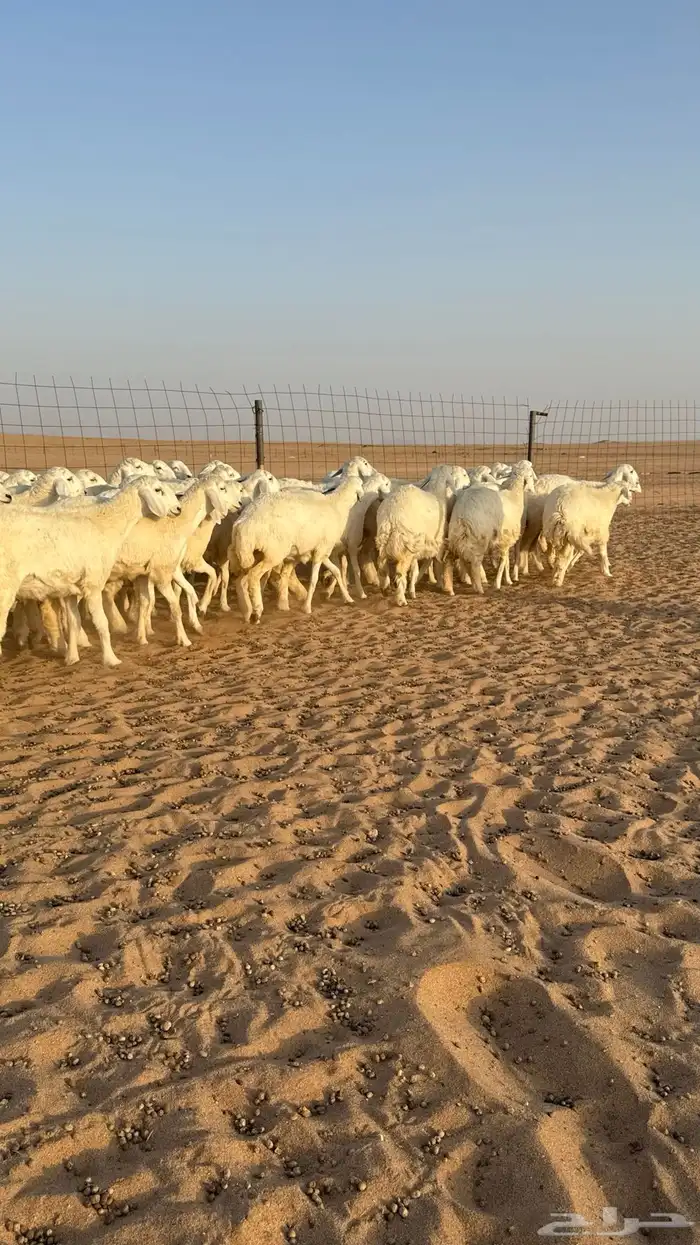 رخال حريات جذعات حلال فاخر 0