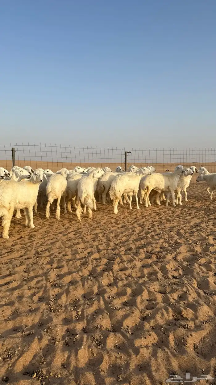 رخال حريات جذعات حلال فاخر 3