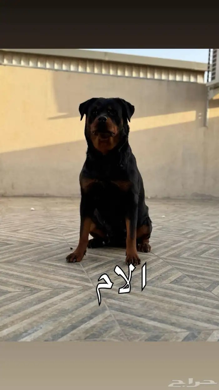 جراوي روت وايلر للحجز 2
