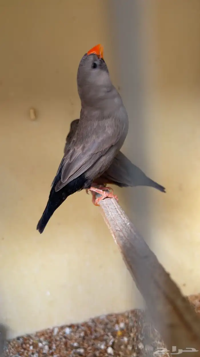 زوج شاركول 1