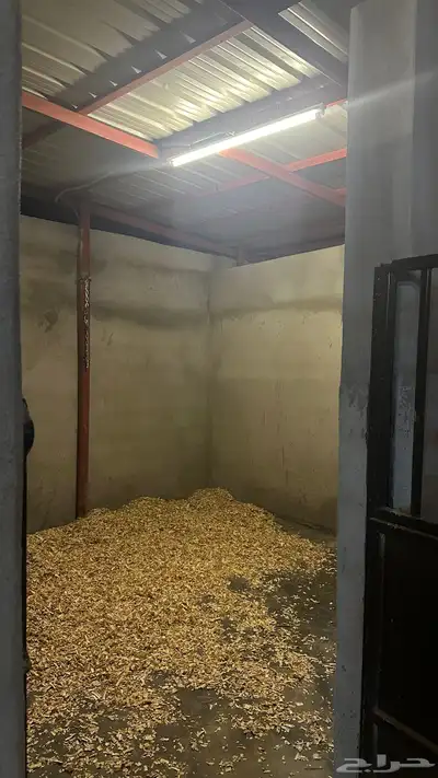 بوايك خيل index