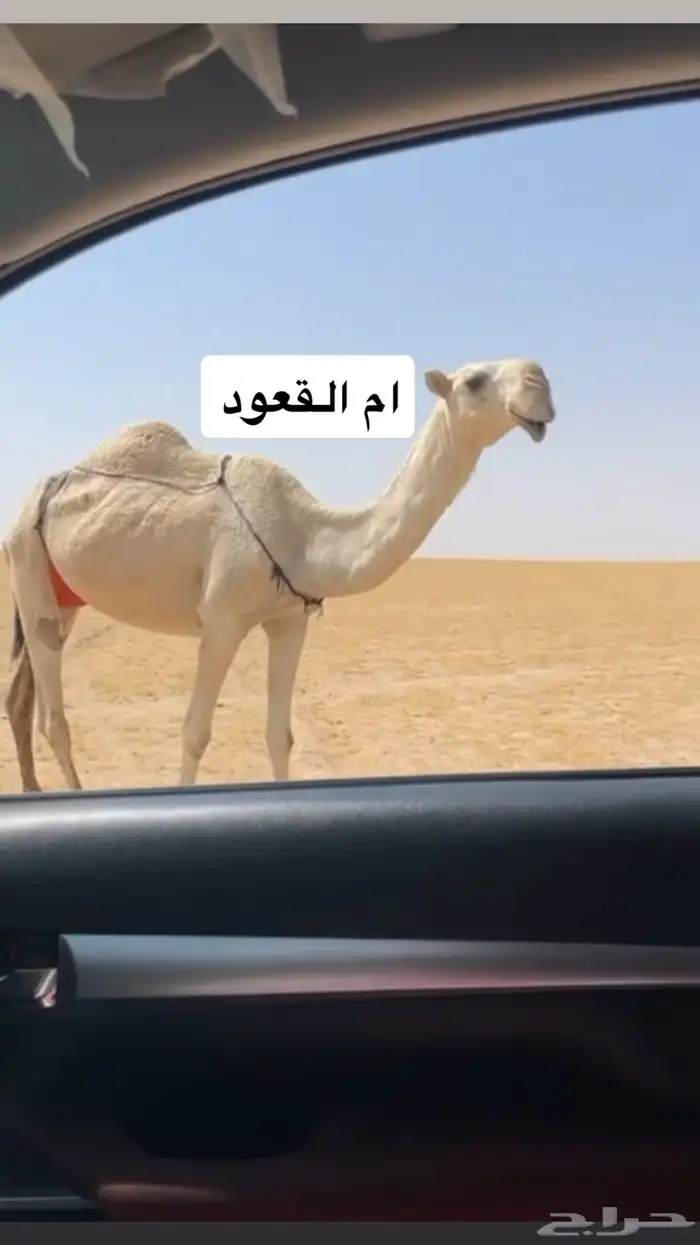 قعود اوضح على حشار بعير صالح الرويس 1