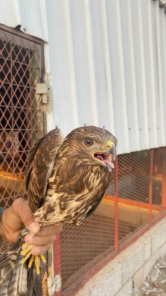 طير للبيع 4