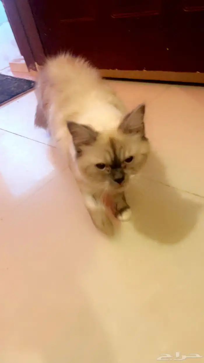 بيع 1