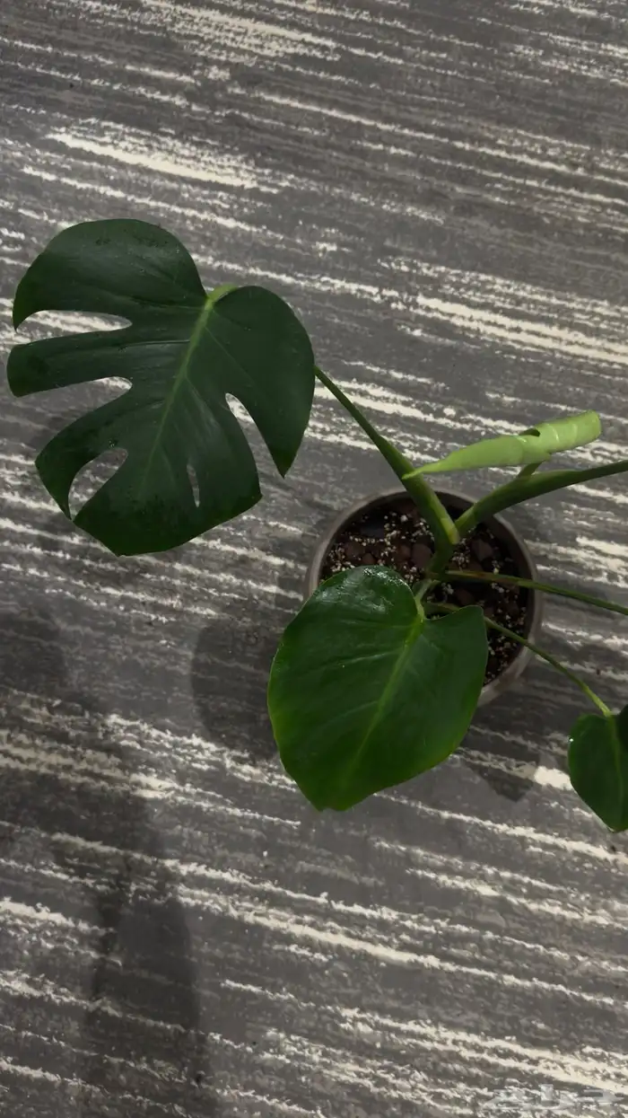 نباتات داخلية مونستيرا دليسيوزا (Monstera deliciosa) 1