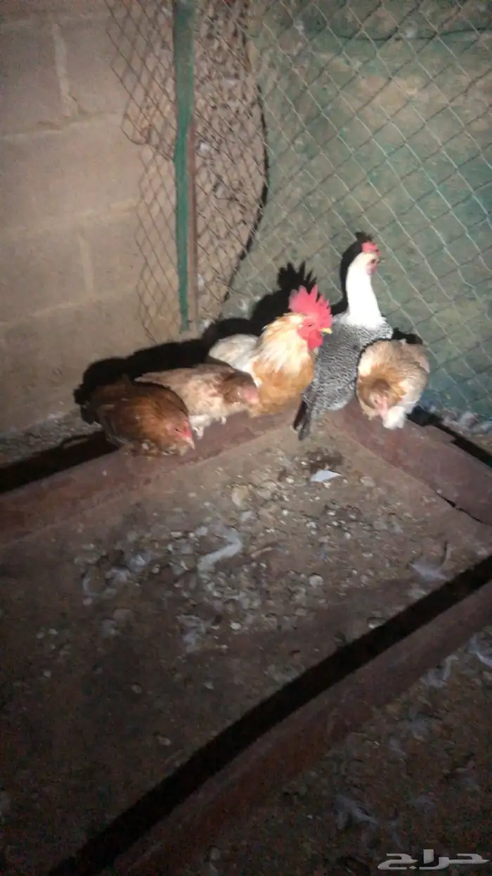 دجاج 2