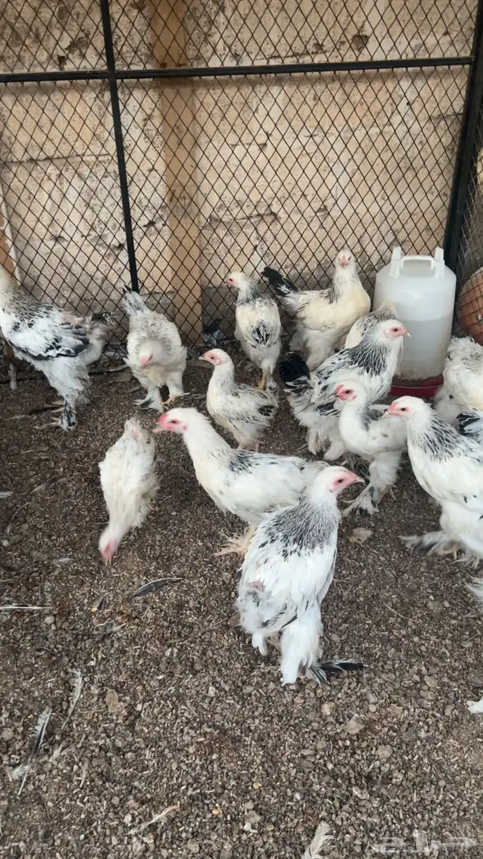 دجاج براهما كولمبي 0