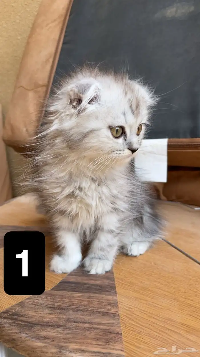 قطط سكوتش للبيع 1