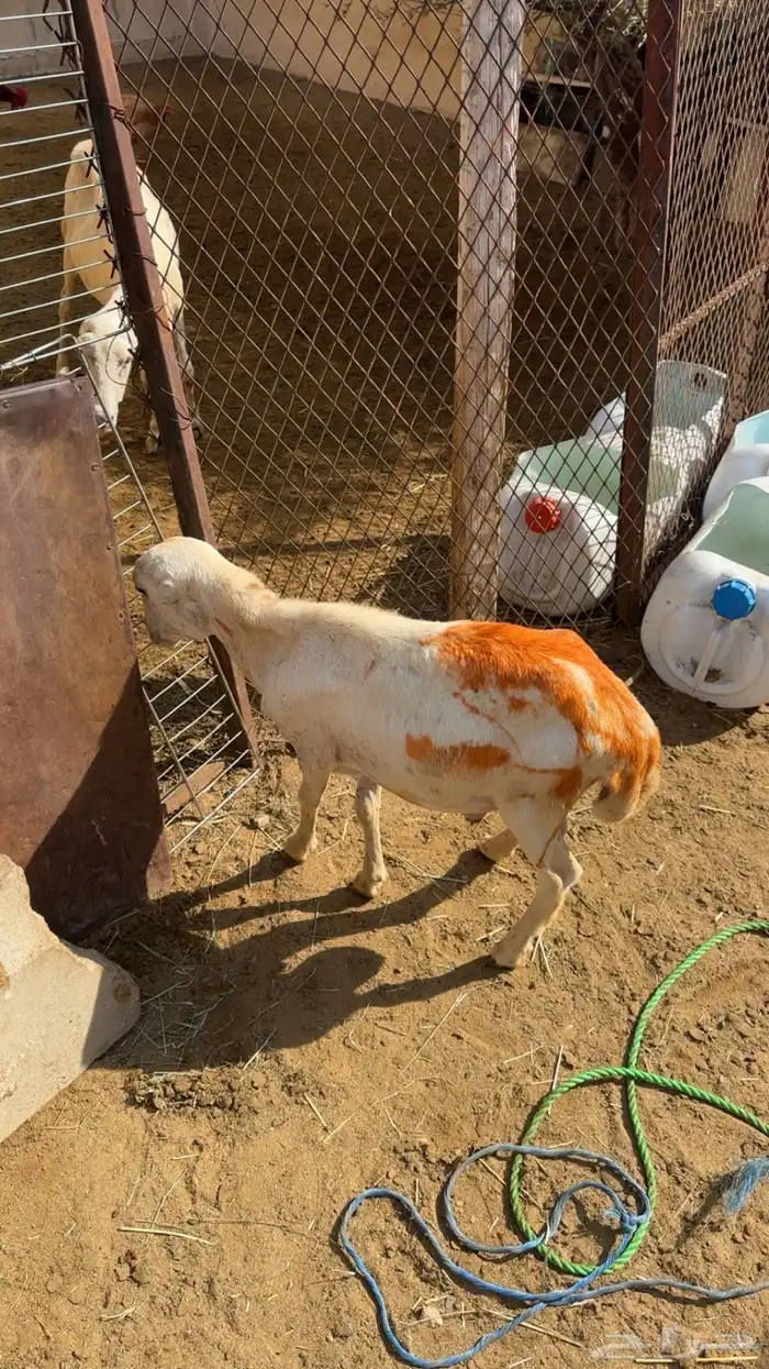 فرير للبيع 3