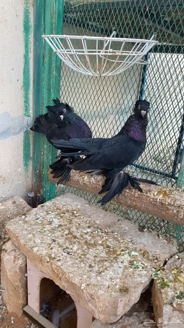 حمام زينه كرنقو 0