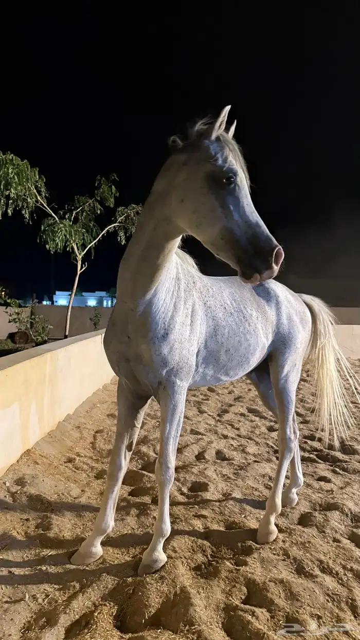حصان شعبي 3