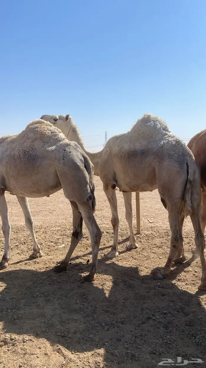 القحه وضحي 1