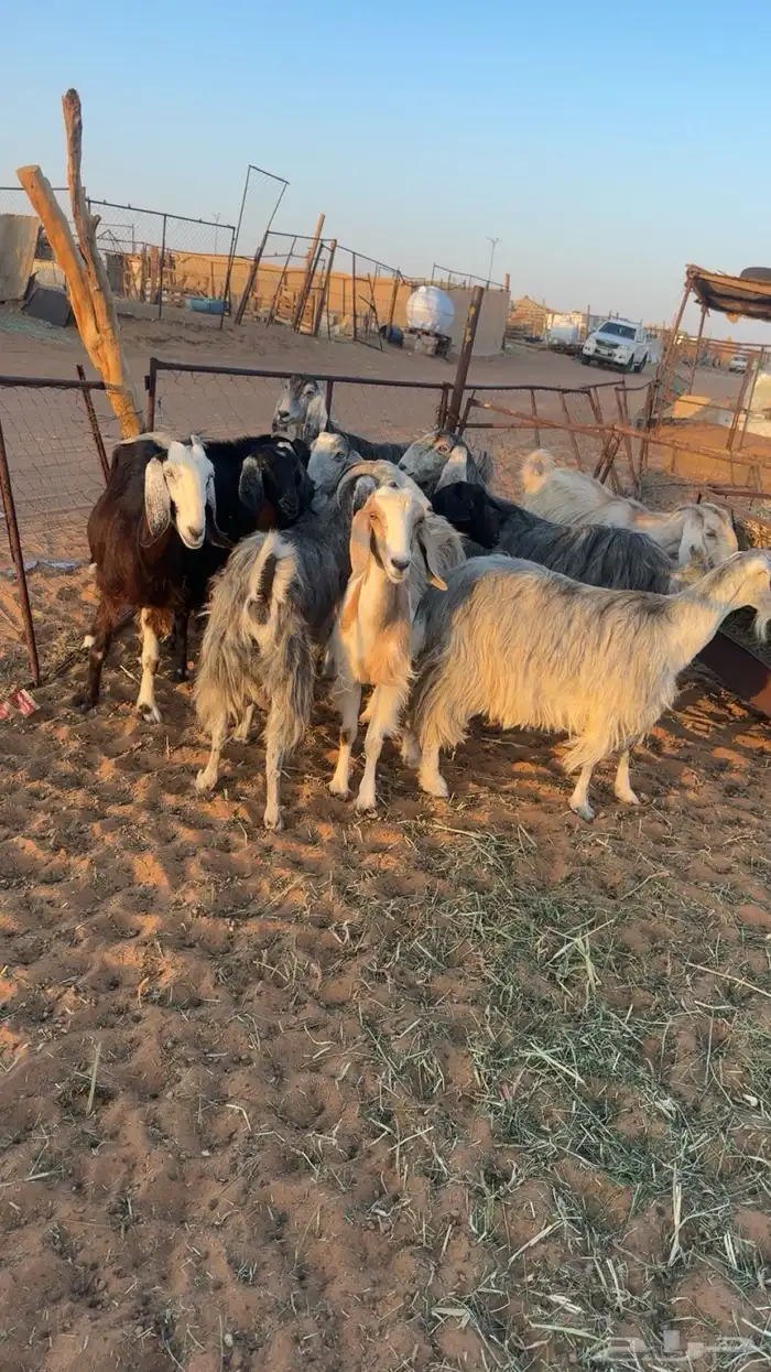 للبيع معزاء 0