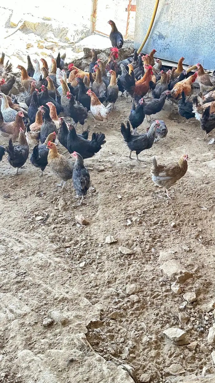 دجاج بلدي 0