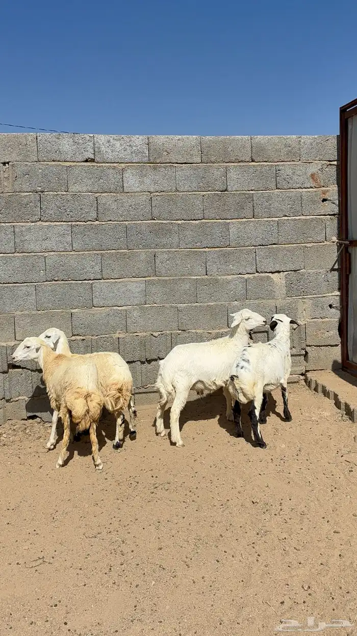 رخال مقاني 0