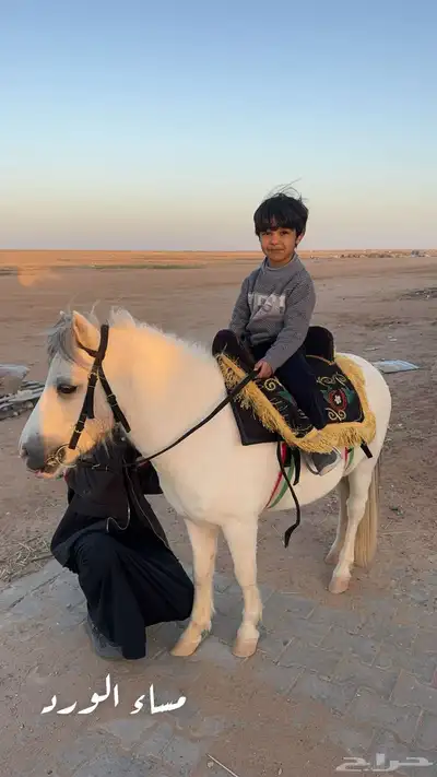 فحل سيسي سليم شرط index