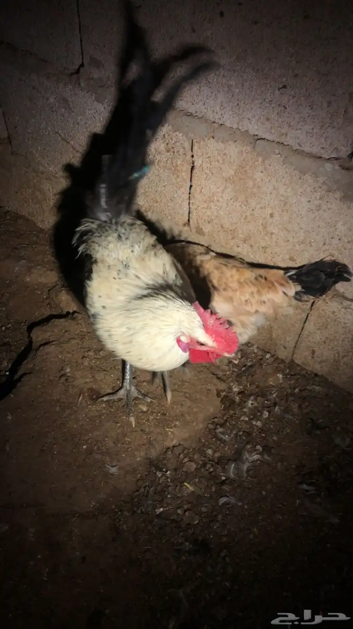 دجاج 6