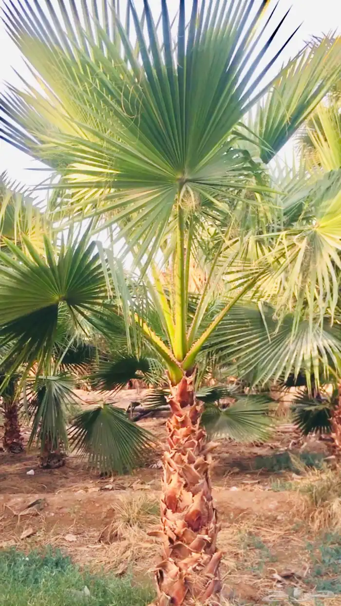 نخيل واشنطني الزينه بجميع مقاساته 5