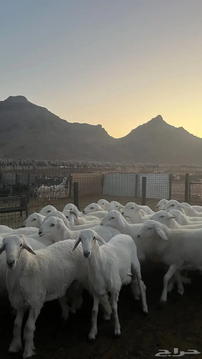 طليان حري ذبائح نظيفه شرط 2