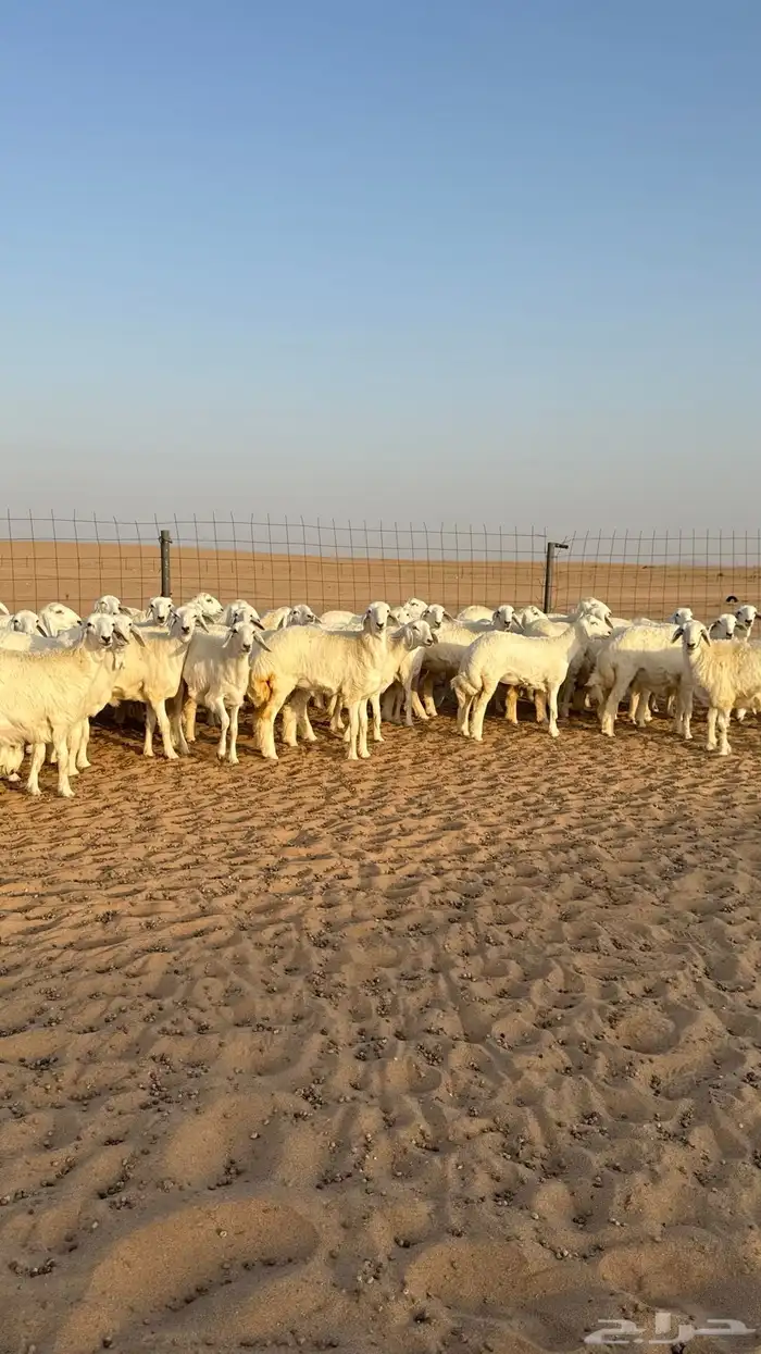 رخال حريات جذعات حلال فاخر 4
