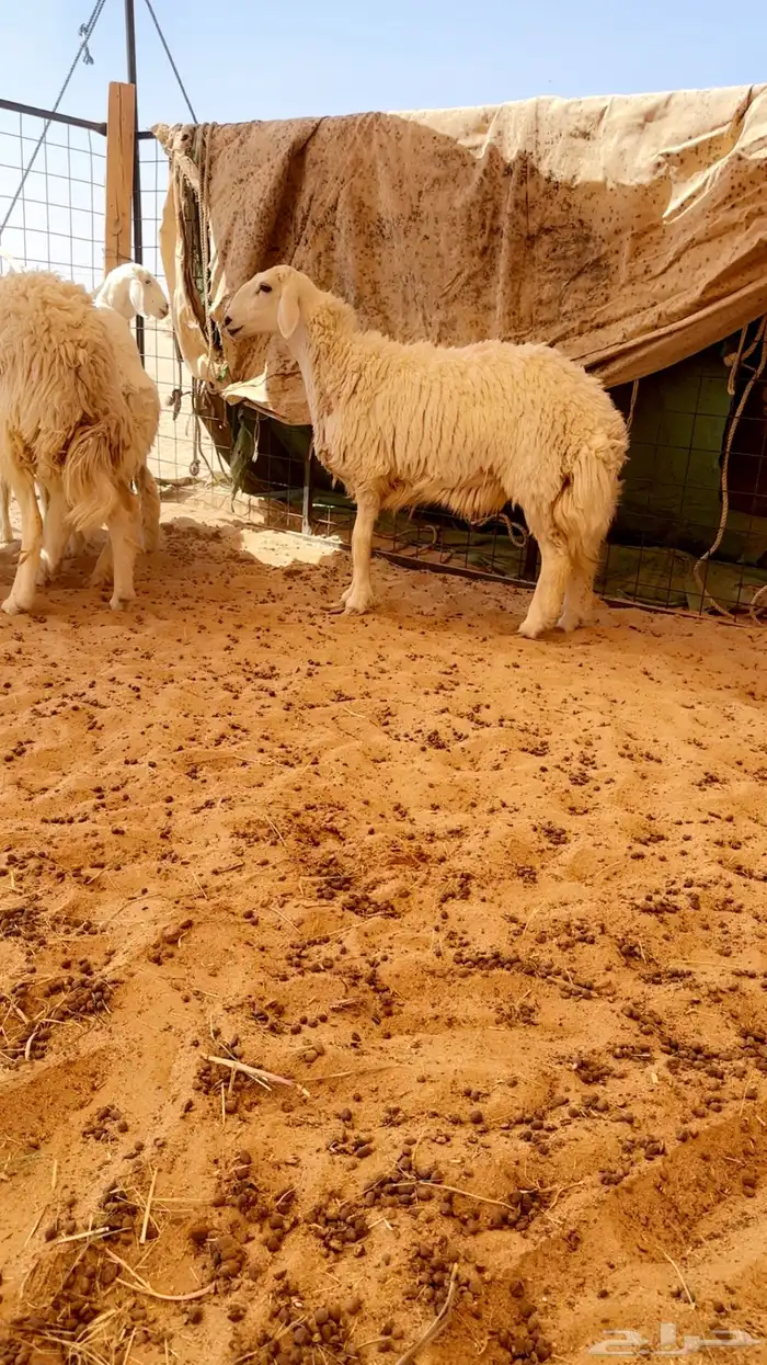 رخال جذعات صنف 0