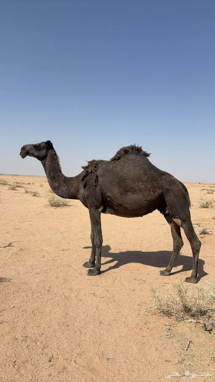 القحه للبيع علي جميع الشروط 0