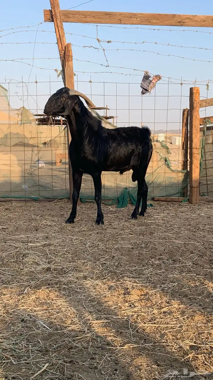 تيس فحل مشروط 1