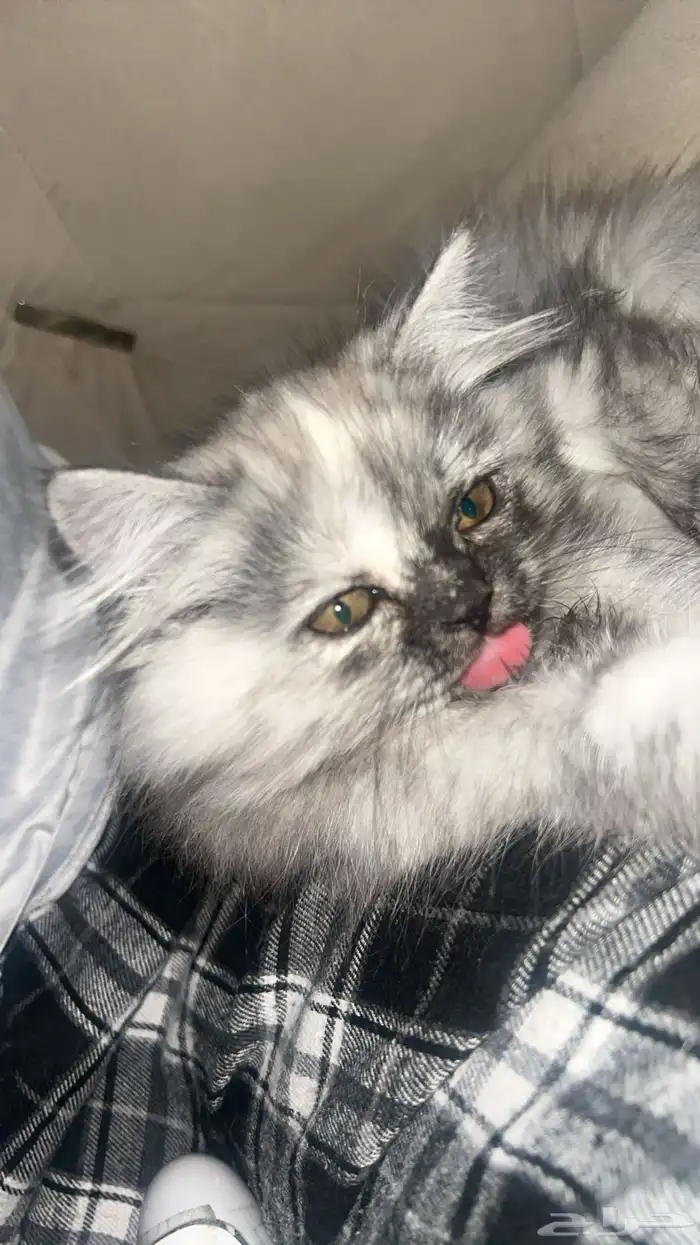 قطه شيرازي العمر 4 شهور هاديه لعوبه (انثى) 0