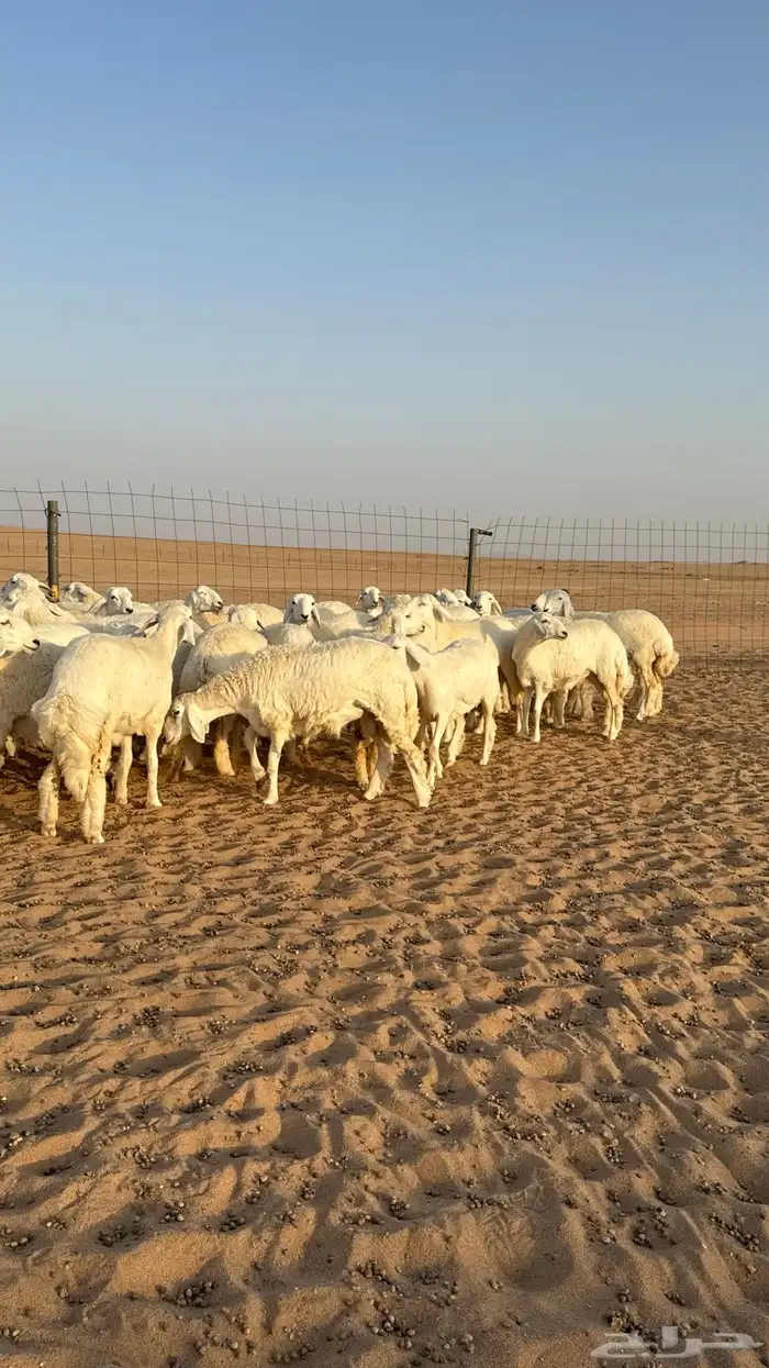 رخال حريات جذعات حلال فاخر 5