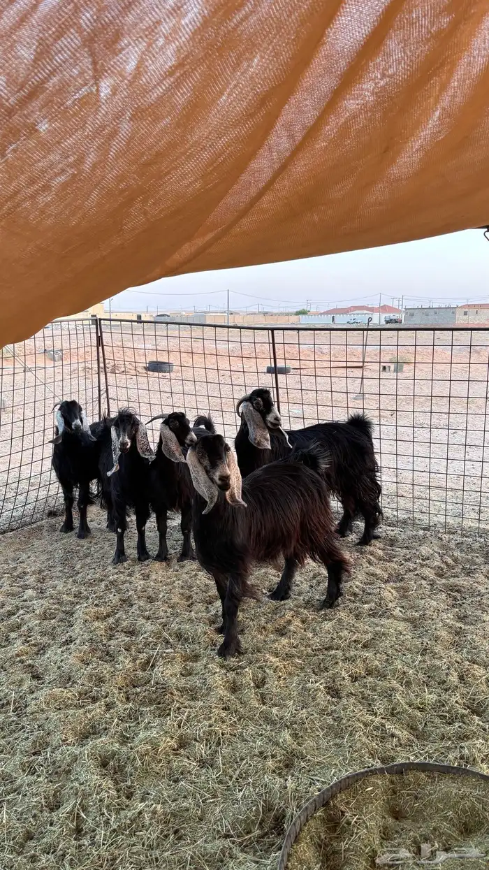 غنم معزا للبيع 2