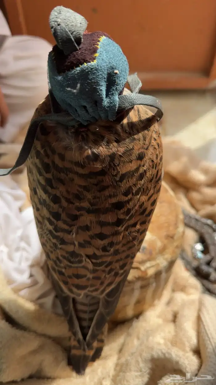 شبوط للبيع 1