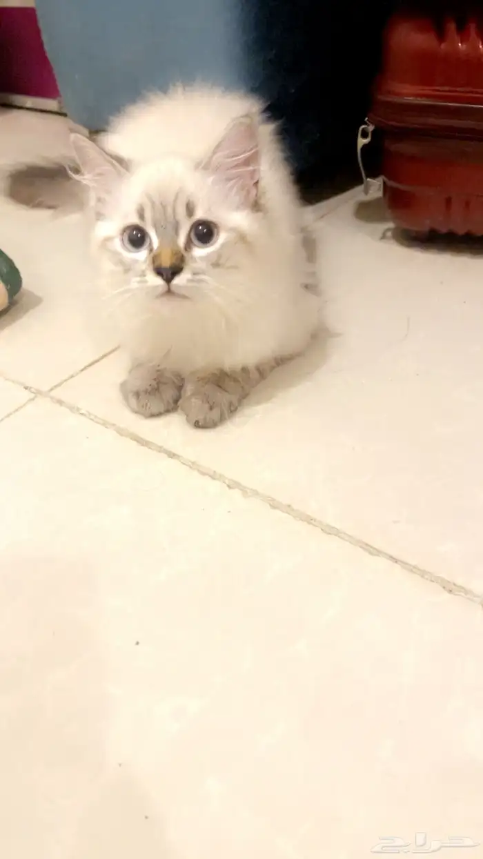 بيع 0
