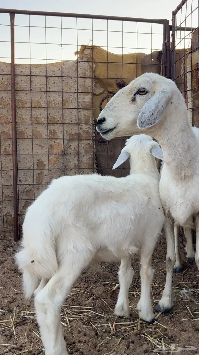 شاه حريه 3