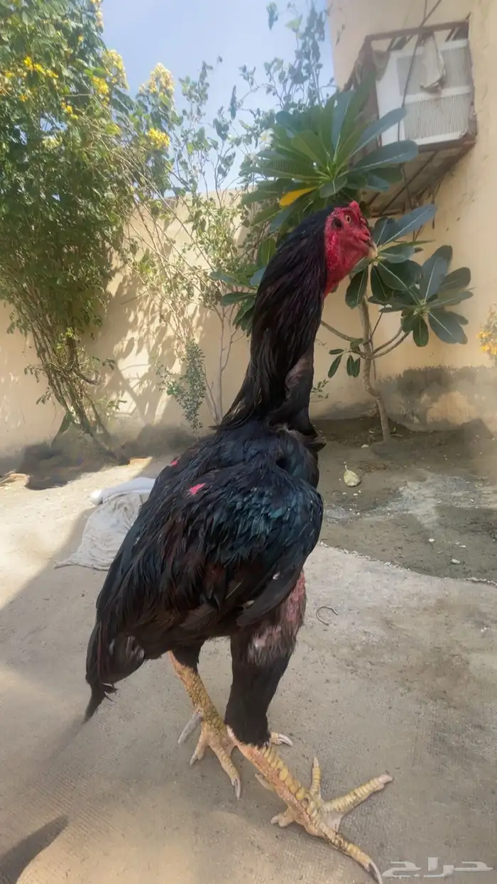 دجاج شامو 1