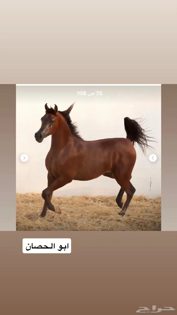 حصان 3