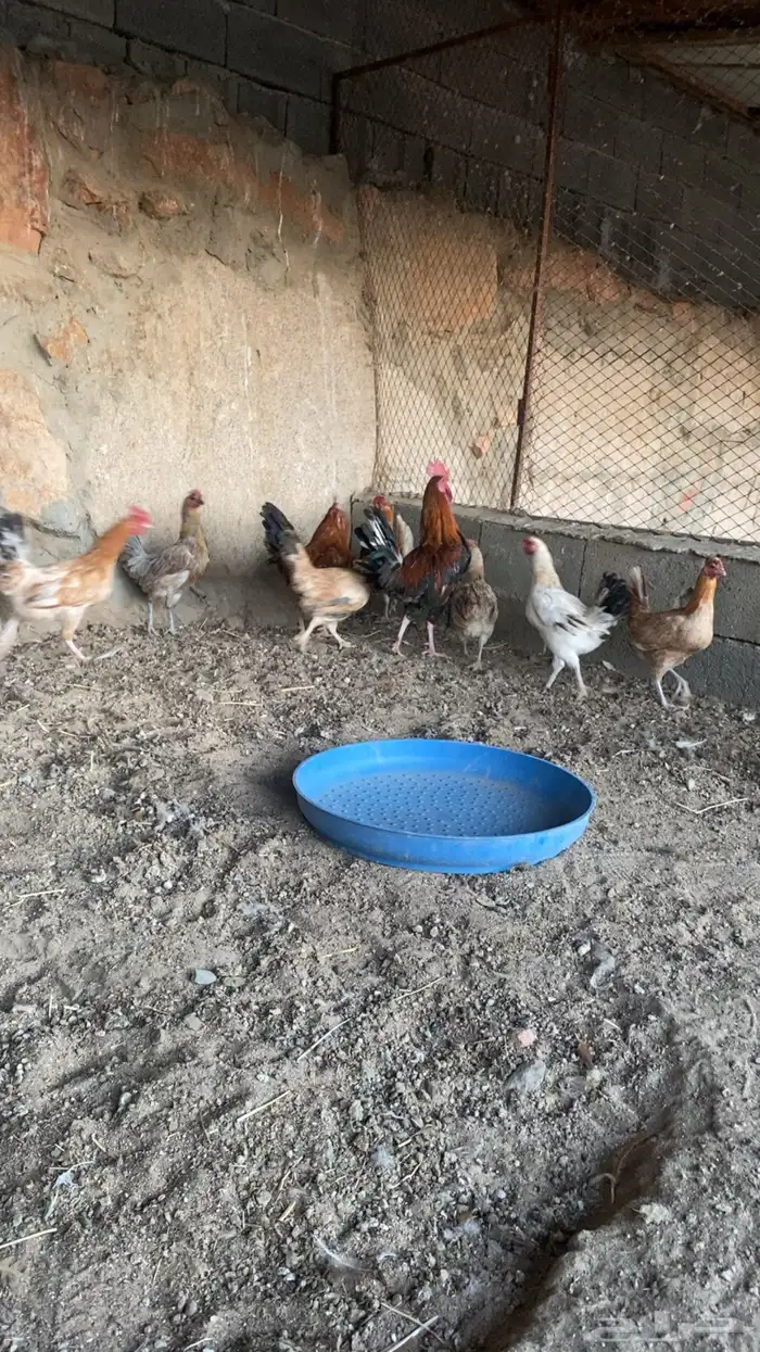 أعرض لكم دجاج حضان بلدي 2