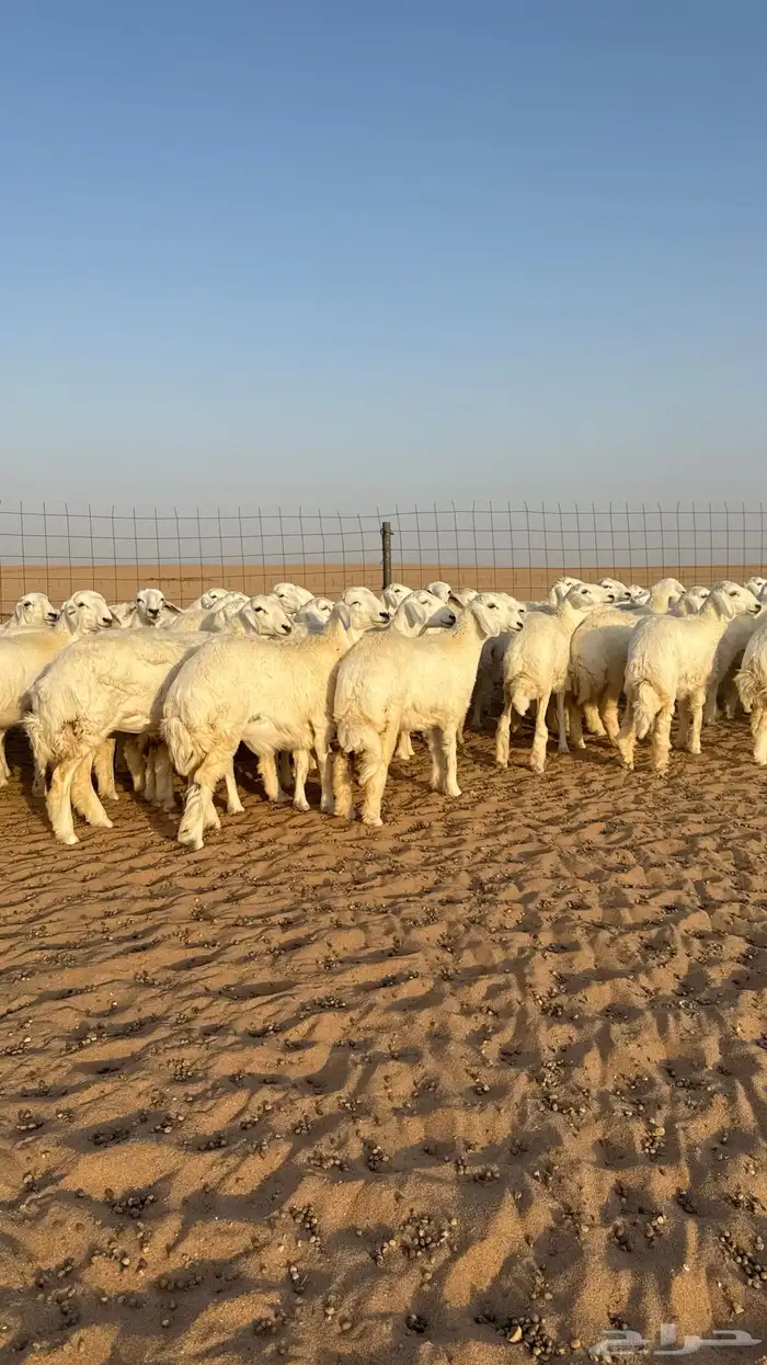 رخال حريات جذعات حلال فاخر 2