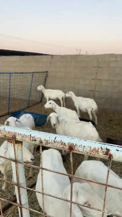 للبيع غنم 12 بفحل index
