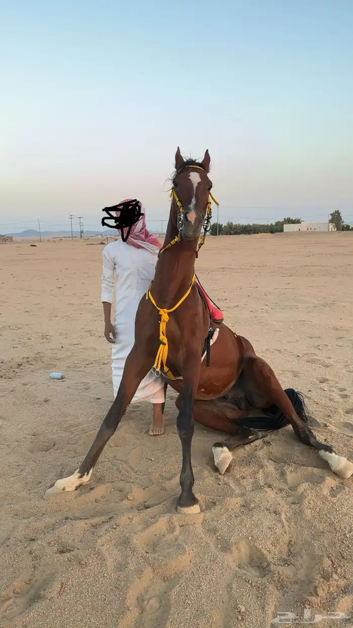 حصان شعبي سبوق طياره 2