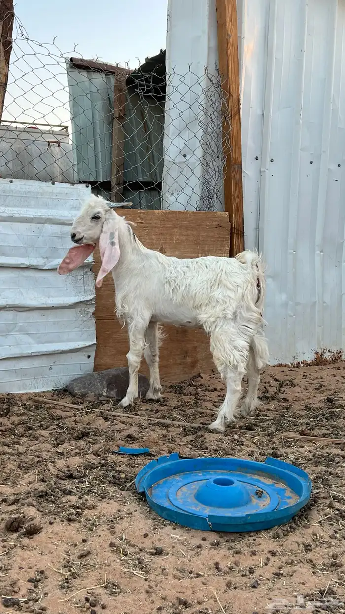 تيس طيب عمره ثلاث شهور ونص الموقع الخرجج 1