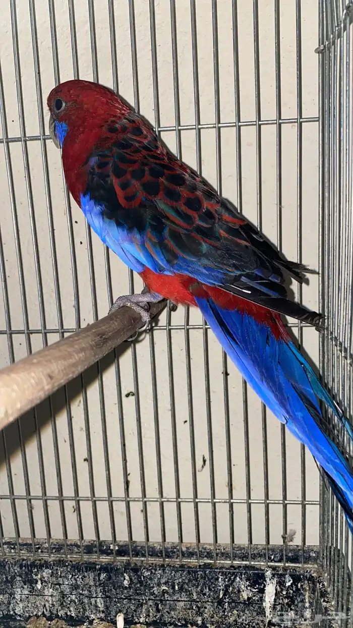 زوج طيور روزيلا للبيع 7