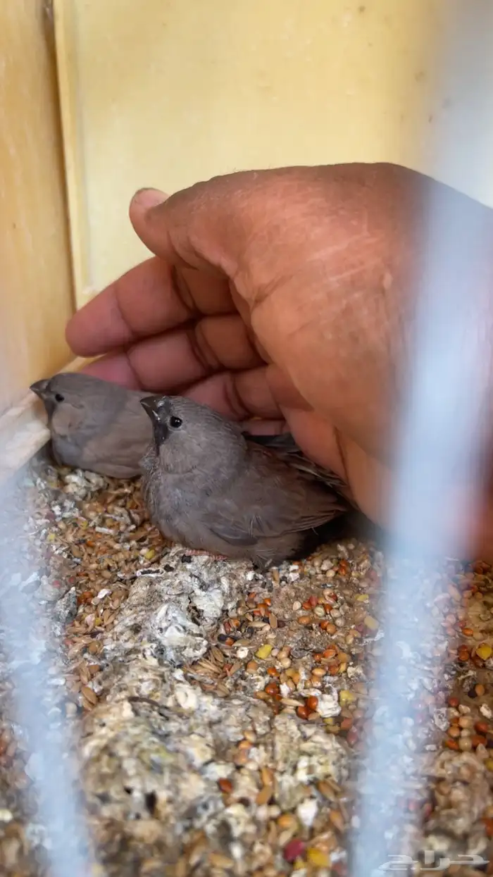 زوج شاركول 5