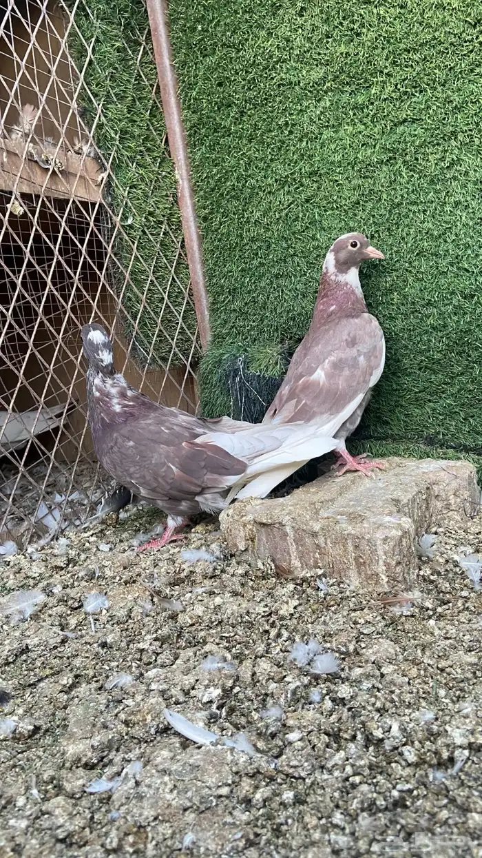 عشاق القلابي القطيفي 0